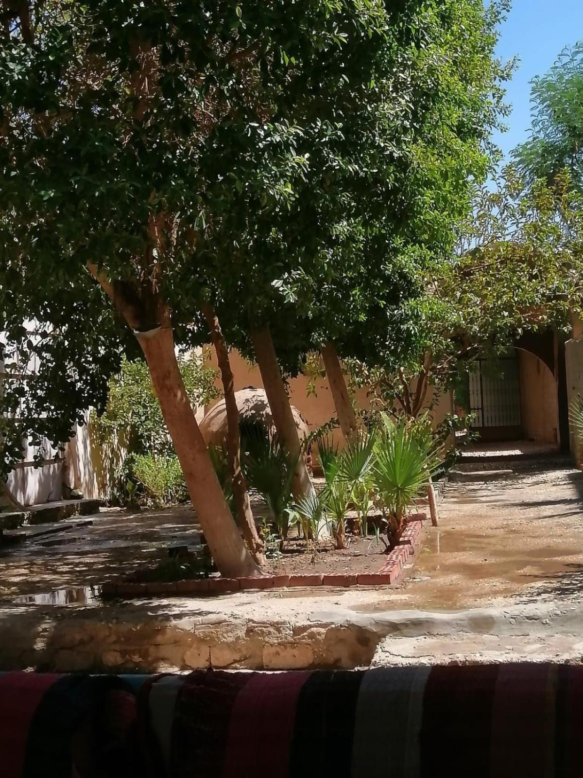 Rose Guest House ลักซอร์ ภายนอก รูปภาพ